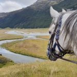 horse overlooking mountain river view riding holiday new zealand by globetrotting