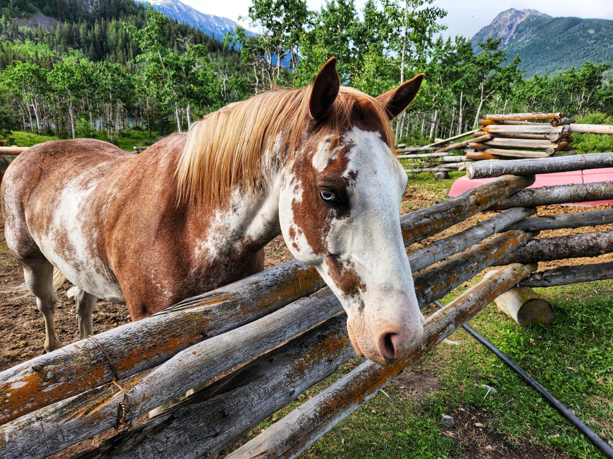 CHILKO LAKE RIDE, BC, CANADA Globetrotting horse riding holidays