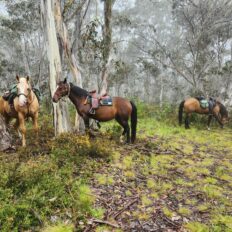 The Snowy River Ride, Victoria, Australia - Globetrotting horse riding holidays