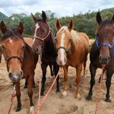 The Snowy River Ride, Victoria, Australia - Globetrotting horse riding holidays