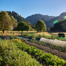 The River Valley Ride, North Island, New Zealand - Globetrotting horse riding holidays