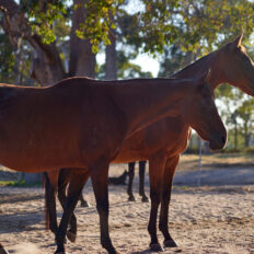 The Margaret River Ride, Western Australia - Globetrotting horse riding holidays