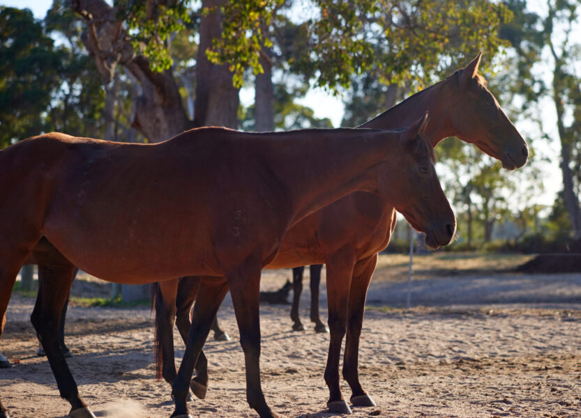The Margaret River Ride, Western Australia - Globetrotting horse riding holidays