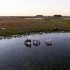 Corrientes, Argentina - Globetrotting horse riding holidays