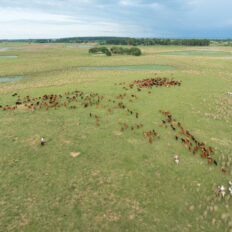 Corrientes, Argentina - Globetrotting horse riding holidays