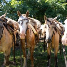 Corrientes, Argentina - Globetrotting horse riding holidays