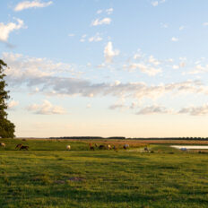 Corrientes, Argentina - Globetrotting horse riding holidays