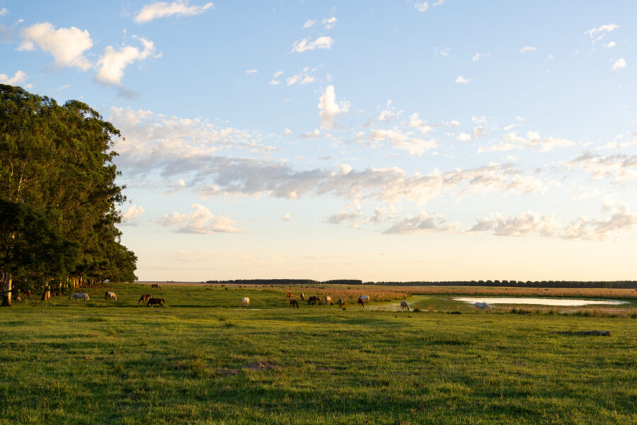 Corrientes, Argentina - Globetrotting horse riding holidays