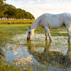 Corrientes, Argentina - Globetrotting horse riding holidays
