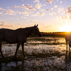 Corrientes, Argentina - Globetrotting horse riding holidays