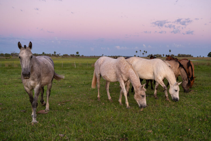 Corrientes, Argentina - Globetrotting horse riding holidays