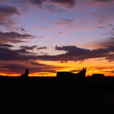 Corrientes, Argentina - Globetrotting horse riding holidays