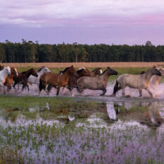 Corrientes, Argentina - Globetrotting horse riding holidays