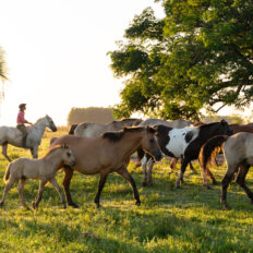 Corrientes, Argentina - Globetrotting horse riding holidays