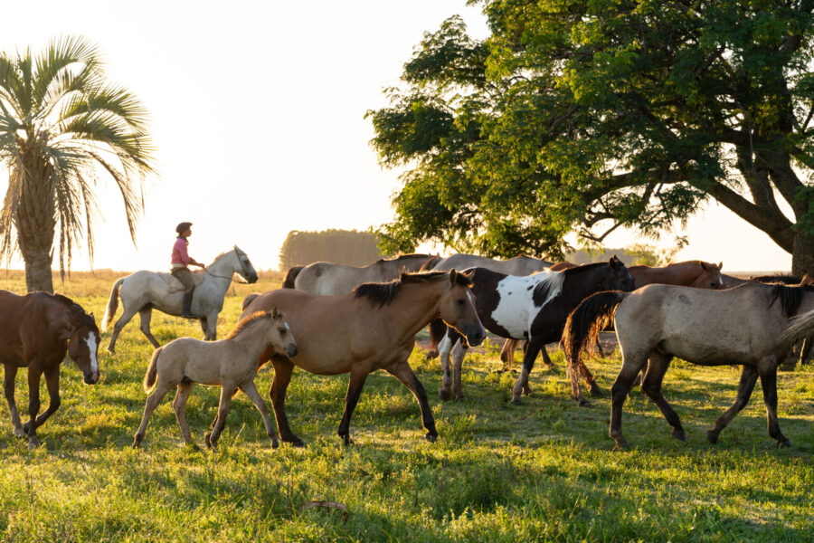 Corrientes, Argentina - Globetrotting horse riding holidays