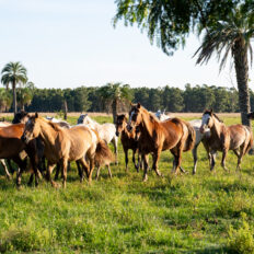 Corrientes, Argentina - Globetrotting horse riding holidays