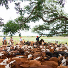 Corrientes, Argentina - Globetrotting horse riding holidays