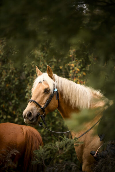 Cradle to Coast Ride, Tasmania - Globetrotting horse riding holidays