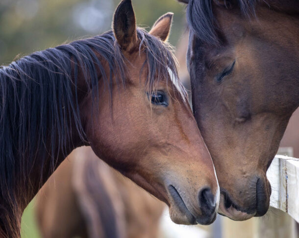 Horse Shepherd Equine Sanctuary - Globetrotting horse riding holidays