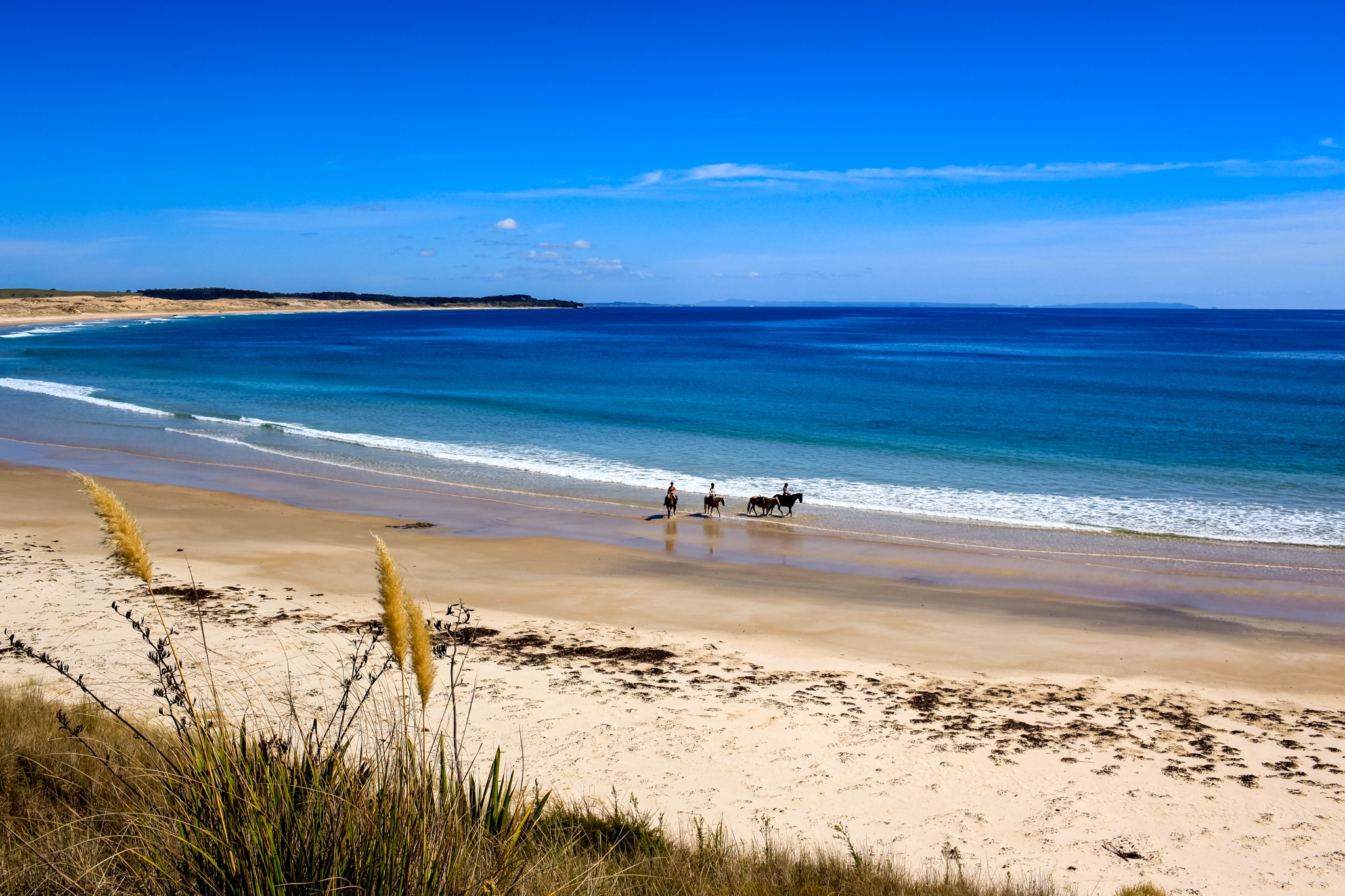 horse riding holiday New Zealand North Island, Twin Coast Adventure with Dromgool Horsemanship