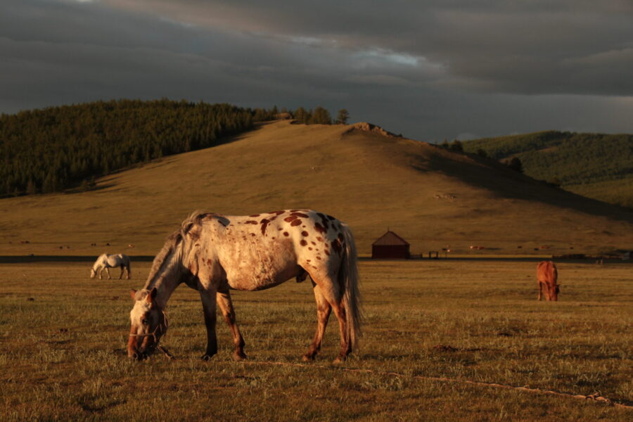 Khovsgol & Arhangay Rides, Mongolia - Globetrotting horse riding holidays