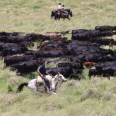 Estancia ride in Sierras Chicas, Argentina - Globetrotting horse riding holidays