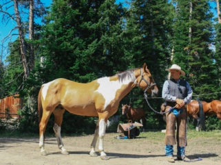 horse and cowboy on cattle drive riding holiday by globetrotting