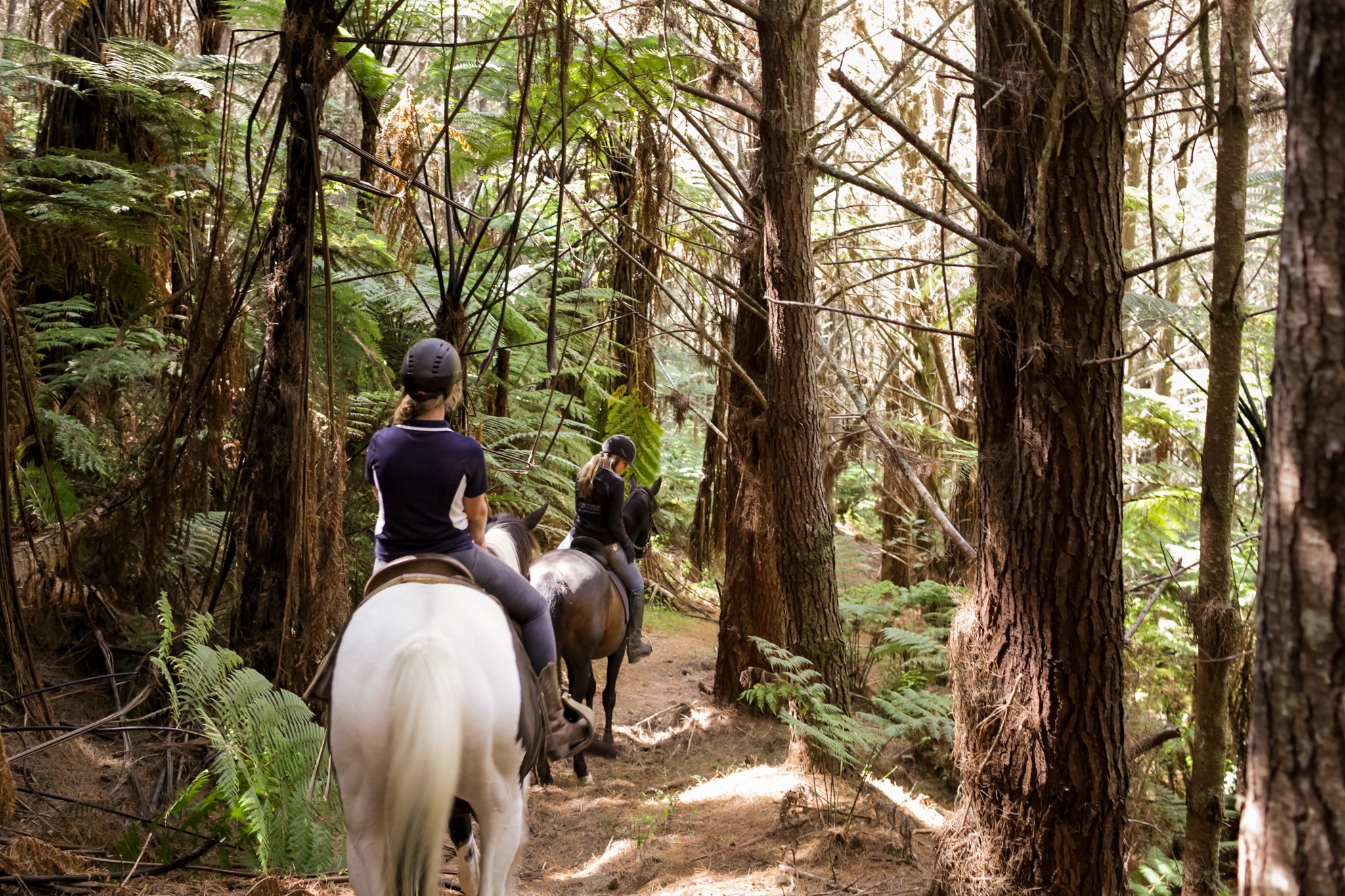 horse riding holiday New Zealand North Island, Twin Coast Adventure with Dromgool Horsemanship