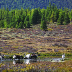 Khovsgol & Arhangay Rides, Mongolia - Globetrotting horse riding holidays