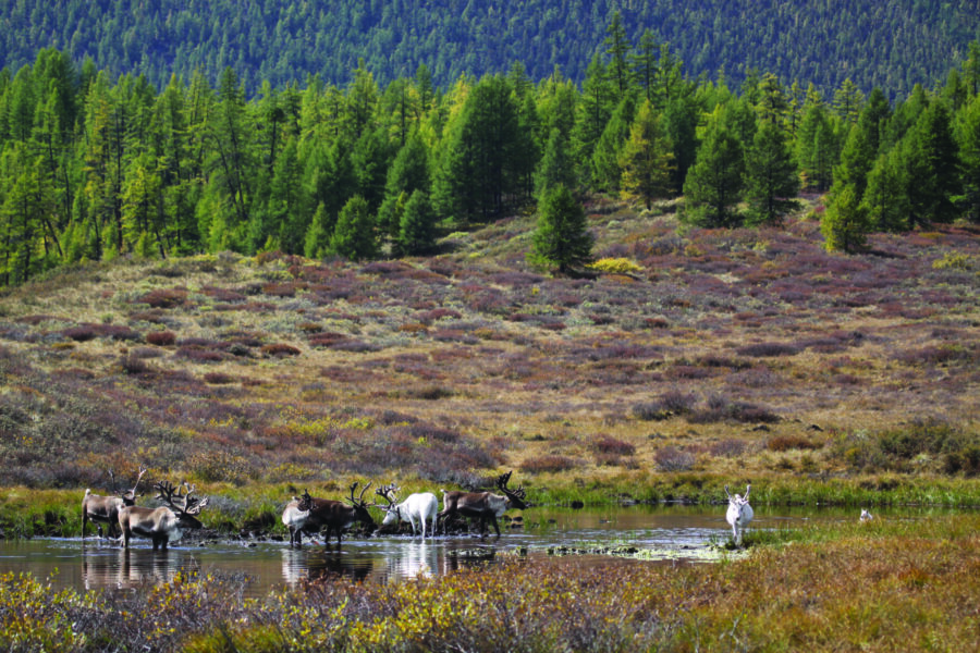 Khovsgol & Arhangay Rides, Mongolia - Globetrotting horse riding holidays