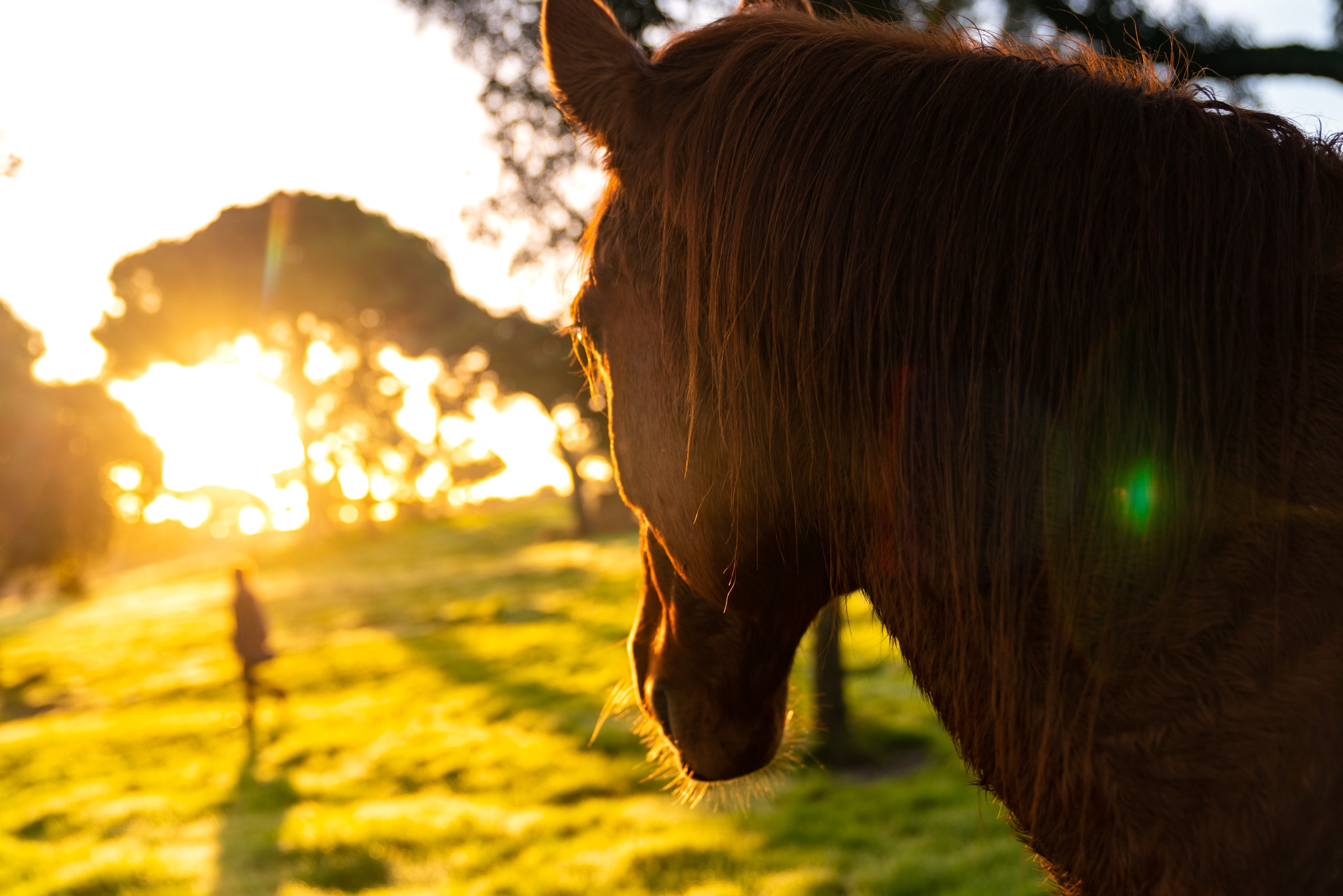 horse riding holiday in Costa Azul, Portugal