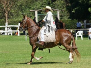 Horse Breed: Peruvian Paso - photo by Renzo Gaspary on Unsplash - Globetrotting horse riding holidays