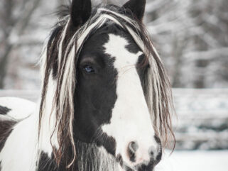Horse Breed: Gypsy Horse - image by AnetaZabranska/Shutterstock.com - Globetrotting horse riding holidays