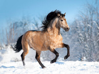 Horse Breed: Lusitano Globetrotting horse riding holidays
