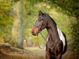 Horse Breed: Irish Sport Horse - photo by Johanna Charlton/Shutterstock.com - Globetrotting horse riding holidays