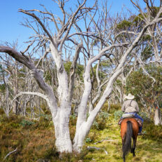 The Snowy River Ride, Victoria, Australia - Globetrotting horse riding holidays
