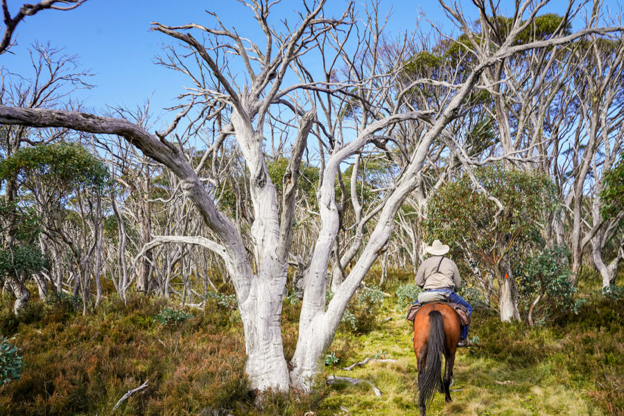 The Snowy River Ride, Victoria, Australia - Globetrotting horse riding holidays