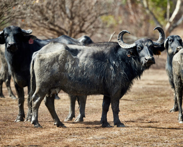 The Top End Ride - horse riding holiday Northern Territory - Globetrotting