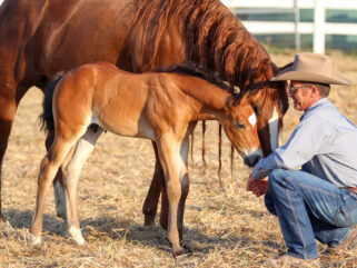 Touch of the Highlands Ride in Iceland Starring Warwick Schiller - Globetrotting horse riding holidays